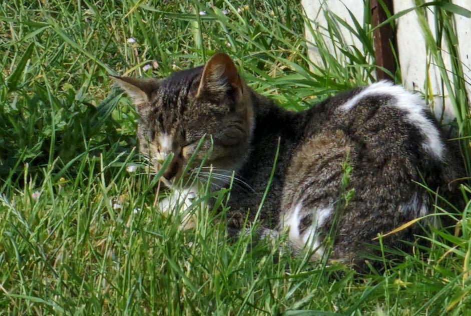 Fundmeldung Katze Unbekannt Bannost-Villegagnon Frankreich
