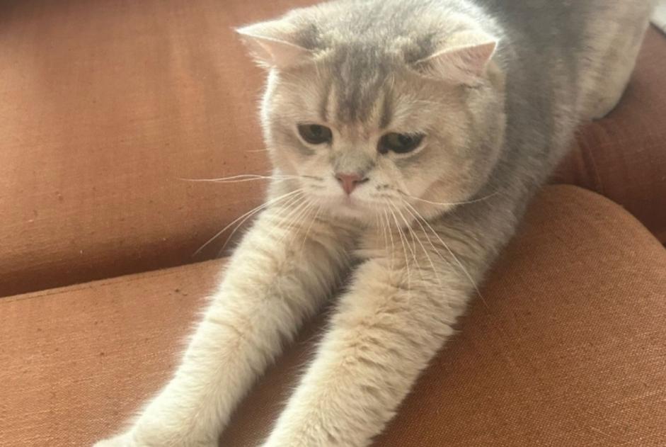 Vermisstmeldung Katze  Männliche , 2 jahre Cuers Frankreich