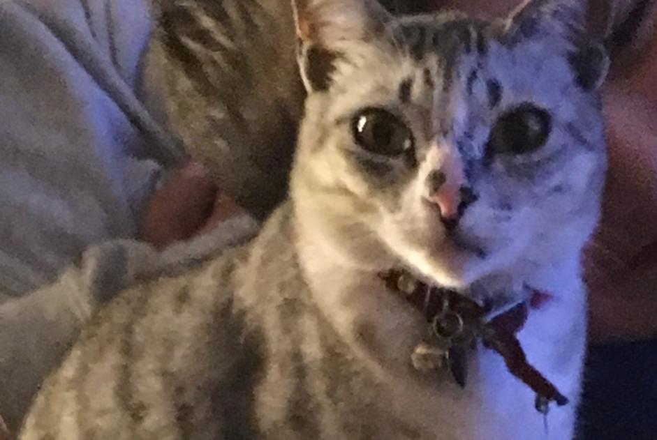 Vermisstmeldung Katze rassenmischung  Weiblich , 12 jahre Gagny Frankreich