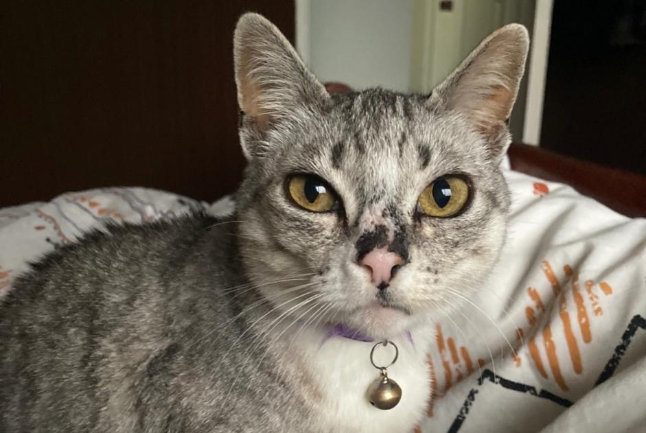 Vermisstmeldung Katze rassenmischung  Weiblich , 12 jahre Gagny Frankreich