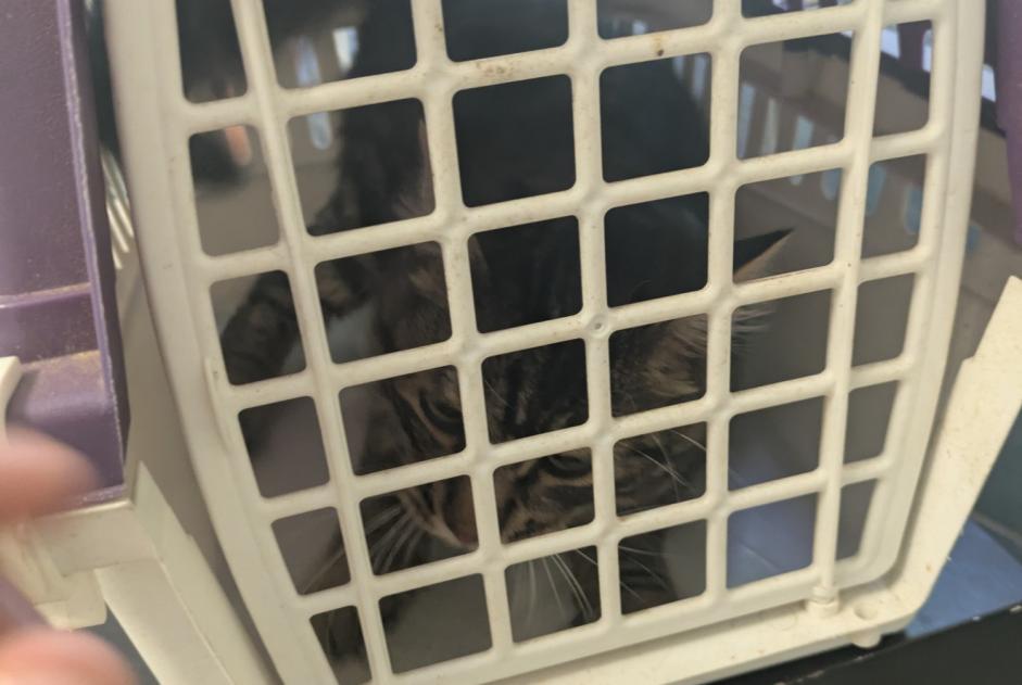 Fundmeldung Katze Männliche Bernis Frankreich