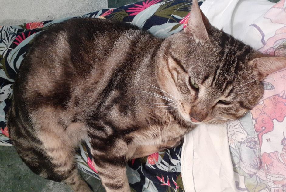 Fundmeldung Katze Männliche , 4 Jahre Juvisy-sur-Orge Frankreich