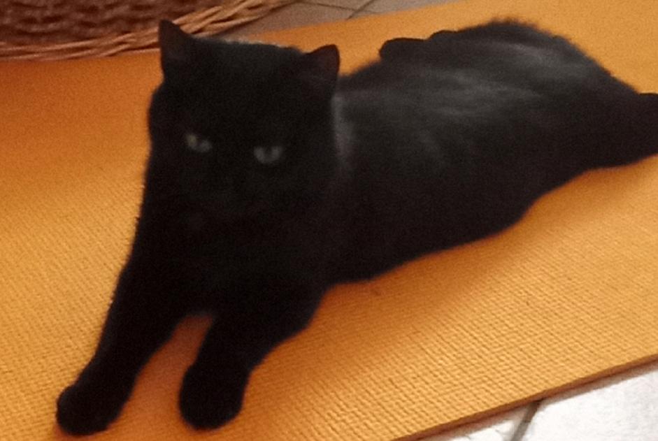 Fundmeldung Katze rassenmischung  Weiblich Saint-Maurice Frankreich