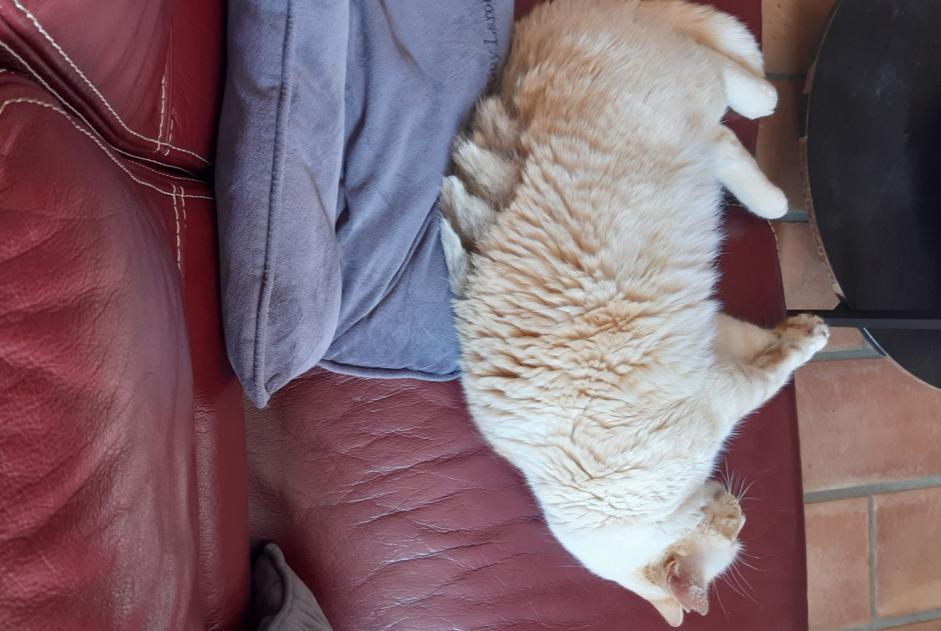 Vermisstmeldung Katze rassenmischung  Männliche , 15 jahre Carros Frankreich