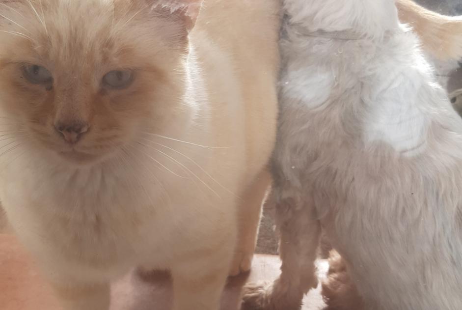 Vermisstmeldung Katze rassenmischung  Männliche , 15 jahre Carros Frankreich