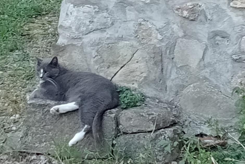 Vermisstmeldung Katze Weiblich , 8 jahre Port-Vendres Frankreich