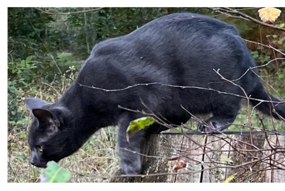 Vermisstmeldung Katze  Männliche , 1 jahre Le Chesnay-Rocquencourt Frankreich