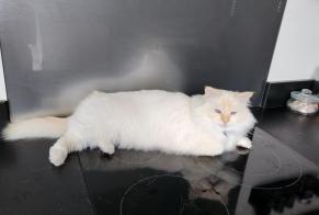 Vermisstmeldung Katze  Männliche , 8 jahre Seyssins Frankreich