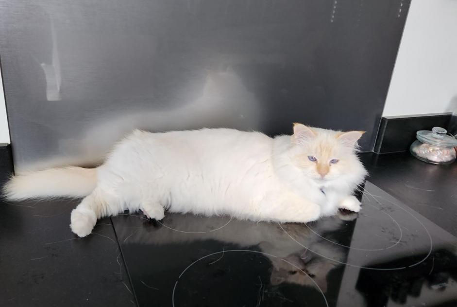 Vermisstmeldung Katze  Männliche , 8 jahre Seyssins Frankreich