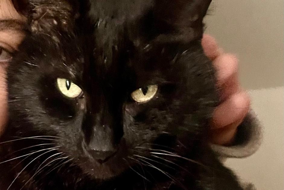 Vermisstmeldung Katze rassenmischung  Männliche , 10 jahre Mirabel Frankreich