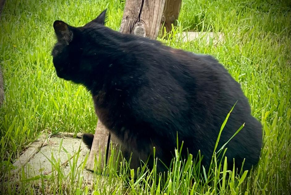 Vermisstmeldung Katze rassenmischung  Männliche , 10 jahre Mirabel Frankreich