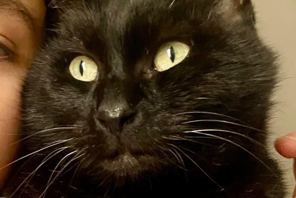 Vermisstmeldung Katze rassenmischung  Männliche , 10 jahre Mirabel Frankreich