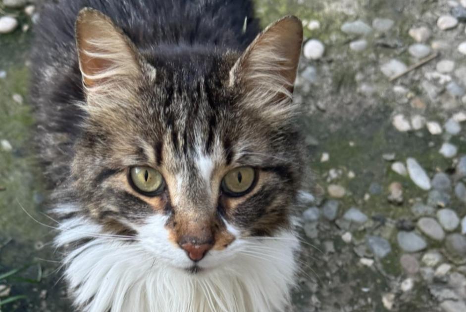 Vermisstmeldung Katze rassenmischung  Männliche , 7 jahre Bédarrides Frankreich