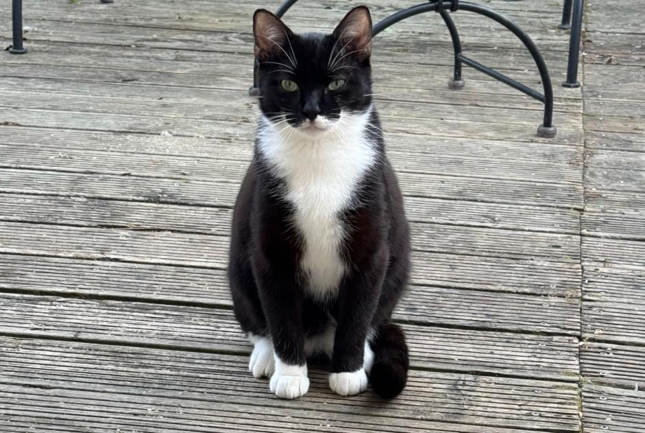 Vermisstmeldung Katze Männliche , 1 jahre Muret Frankreich