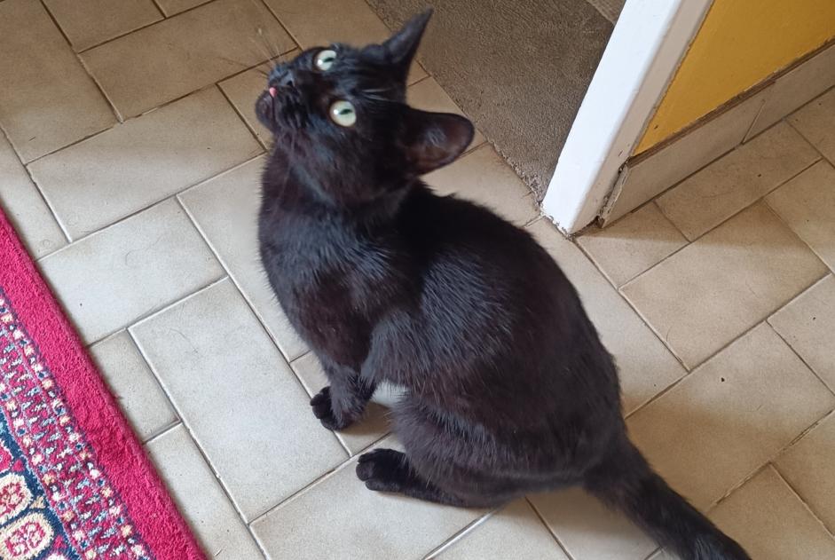 Fundmeldung Katze Weiblich Coutances Frankreich