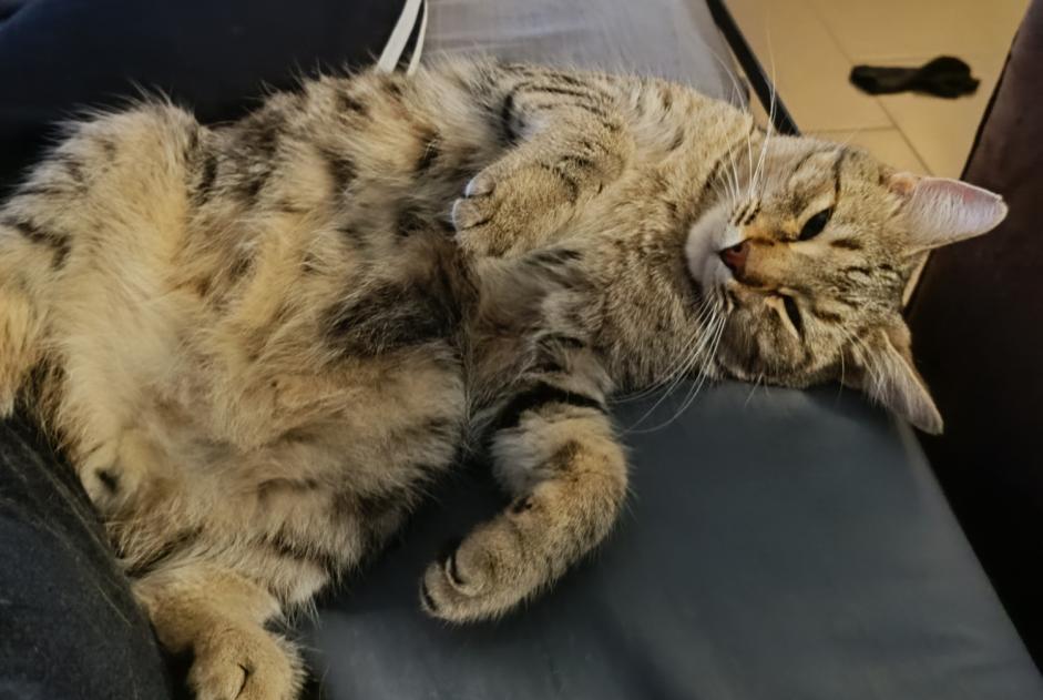 Vermisstmeldung Katze  Männliche , 2 jahre Saint-Aunès Frankreich