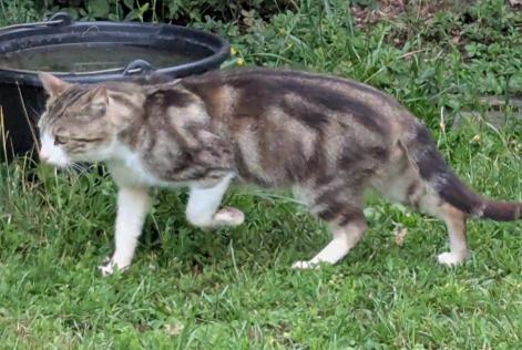 Fundmeldung Katze Unbekannt Mognéville Frankreich