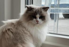 Vermisstmeldung Katze  Weiblich , 6 jahre Villefontaine Frankreich