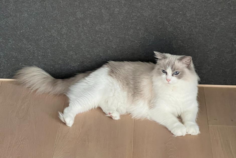 Vermisstmeldung Katze  Weiblich , 6 jahre Villefontaine Frankreich
