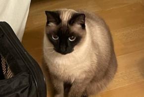 Vermisstmeldung Katze  Weiblich , 3 jahre Aubiet Frankreich