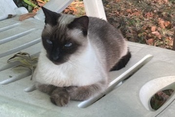 Vermisstmeldung Katze  Weiblich , 3 jahre Aubiet Frankreich