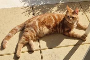 Vermisstmeldung Katze Männliche , 2 jahre Mandelieu-la-Napoule Frankreich