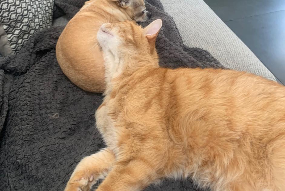 Vermisstmeldung Katze Männliche , 15 jahre Perpignan Frankreich