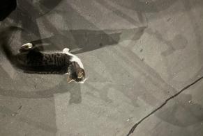 Fundmeldung Katze Unbekannt Paris Frankreich