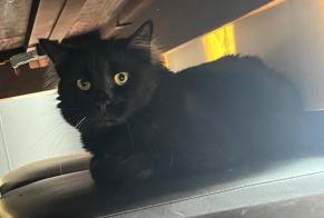 Vermisstmeldung Katze Männliche , 1 jahre Carros Frankreich