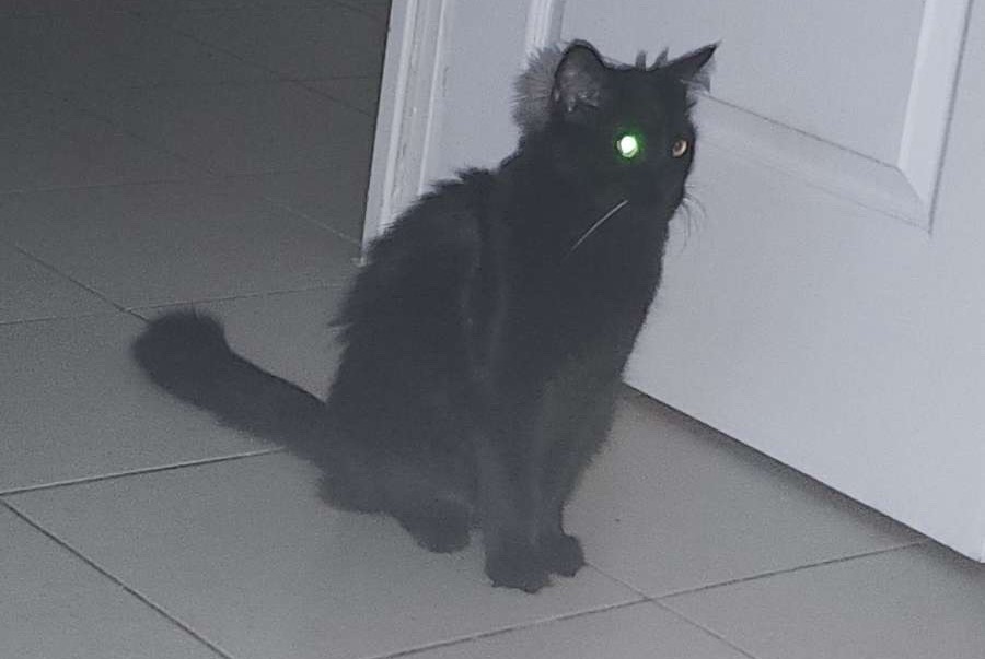 Vermisstmeldung Katze Männliche , 1 jahre Carros Frankreich