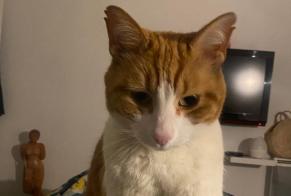 Vermisstmeldung Katze Männliche , 12 jahre La Roquette-sur-Siagne Frankreich