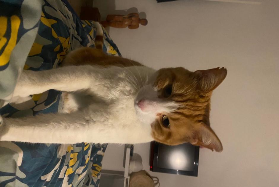 Vermisstmeldung Katze Männliche , 12 jahre La Roquette-sur-Siagne Frankreich