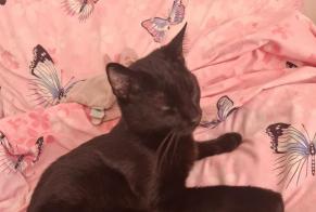 Vermisstmeldung Katze Männliche , 1 jahre La Colle-sur-Loup Frankreich