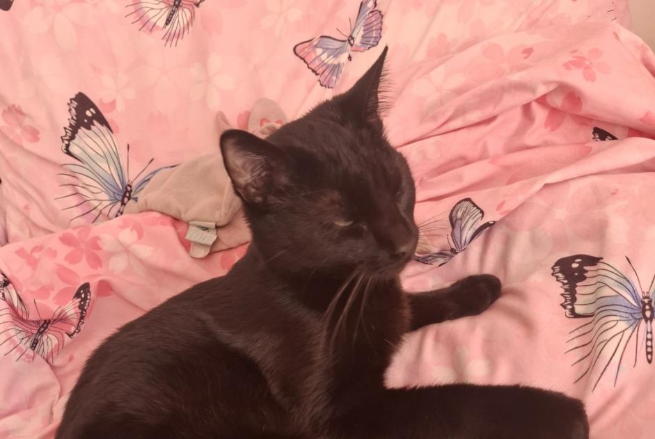Vermisstmeldung Katze Männliche , 1 jahre La Colle-sur-Loup Frankreich