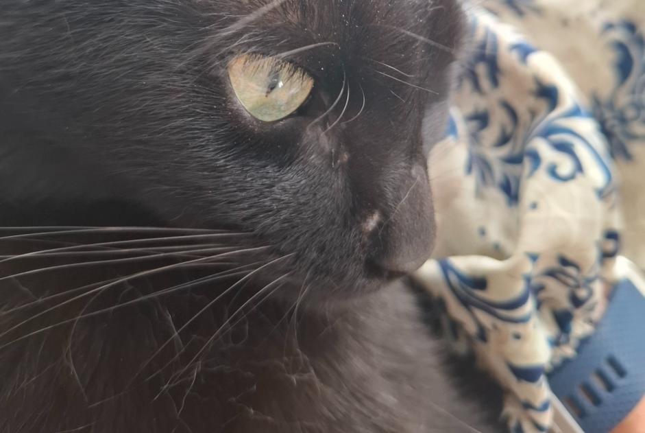 Vermisstmeldung Katze Männliche , 1 jahre La Colle-sur-Loup Frankreich