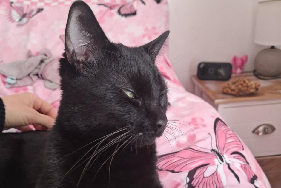 Vermisstmeldung Katze Männliche , 1 jahre La Colle-sur-Loup Frankreich