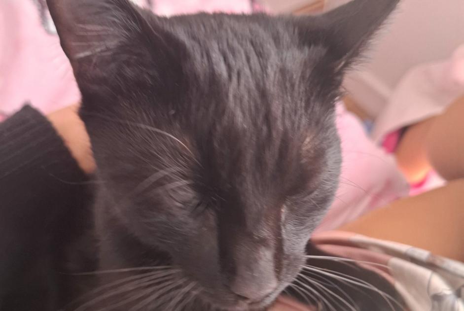 Vermisstmeldung Katze Männliche , 1 jahre La Colle-sur-Loup Frankreich