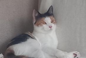 Vermisstmeldung Katze Weiblich , 1 jahre Tourcoing Frankreich