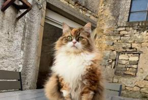 Vermisstmeldung Katze Weiblich , 8 jahre Billy-sous-Mangiennes Frankreich
