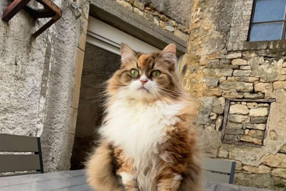 Vermisstmeldung Katze Weiblich , 8 jahre Billy-sous-Mangiennes Frankreich