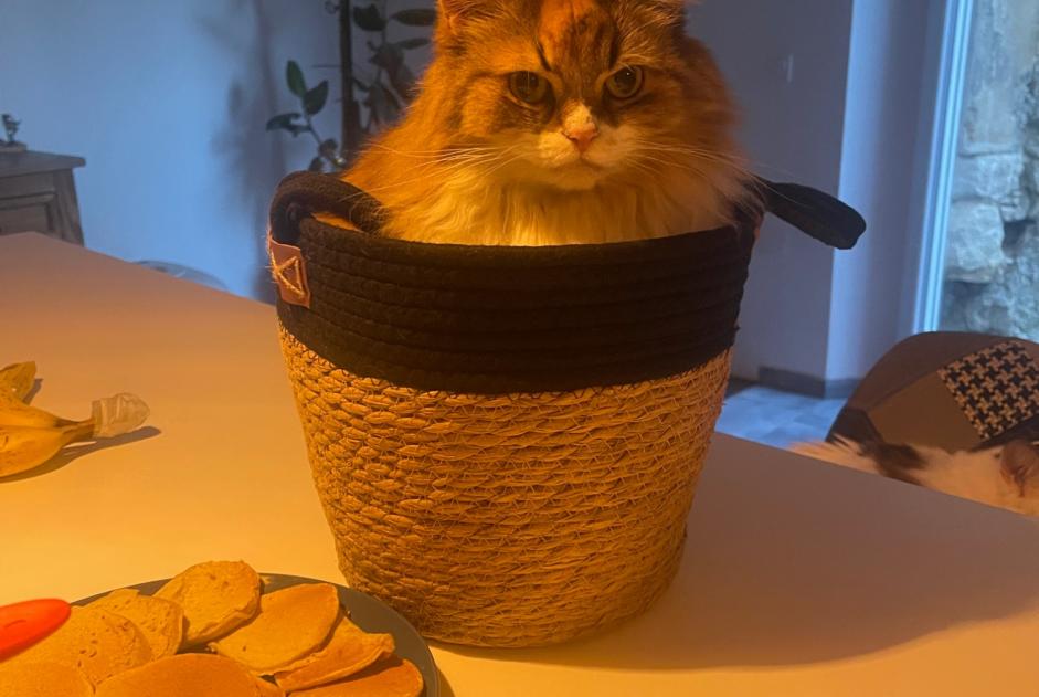 Vermisstmeldung Katze Weiblich , 8 jahre Billy-sous-Mangiennes Frankreich