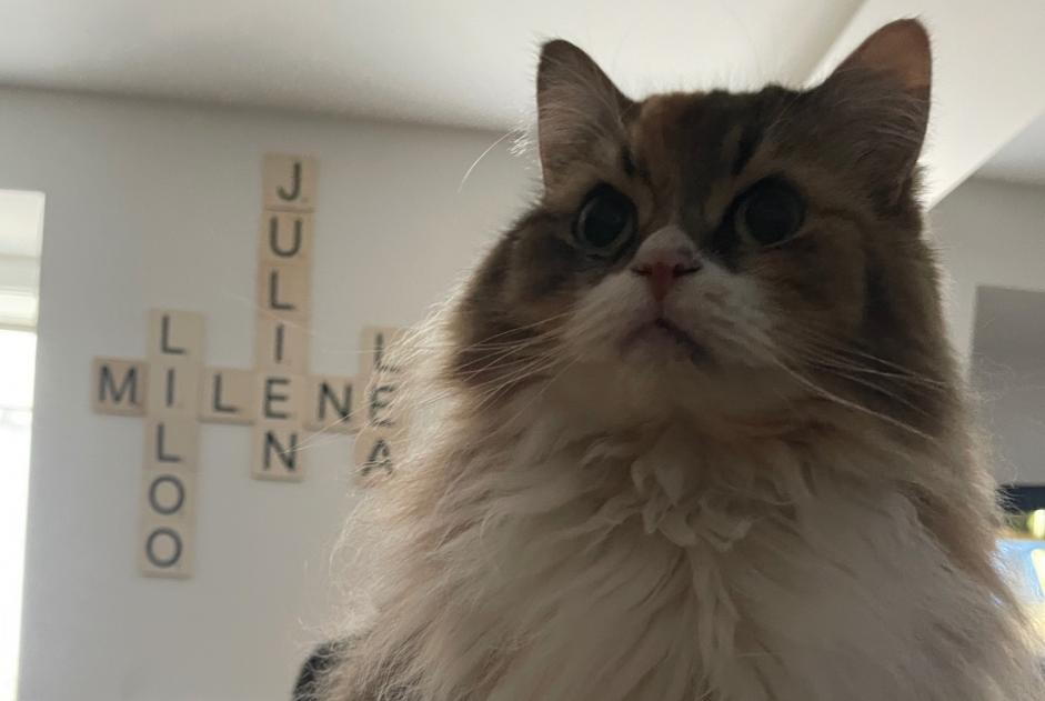 Vermisstmeldung Katze Weiblich , 8 jahre Billy-sous-Mangiennes Frankreich