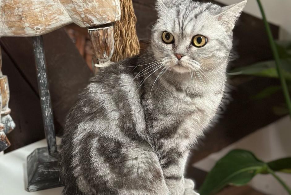 Vermisstmeldung Katze  Weiblich , 7 jahre Yvoire Frankreich
