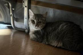 Vermisstmeldung Katze rassenmischung  Weiblich , 6 jahre Franois Frankreich