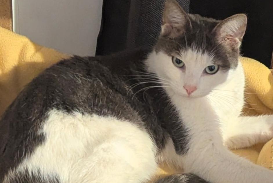Vermisstmeldung Katze  Männliche , 3 jahre Chemy Frankreich