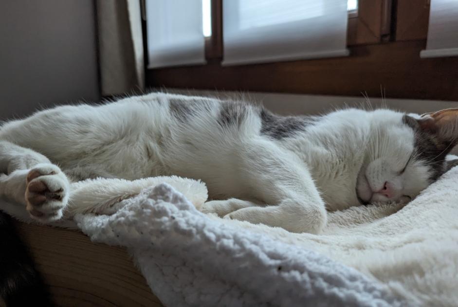 Vermisstmeldung Katze  Männliche , 3 jahre Chemy Frankreich