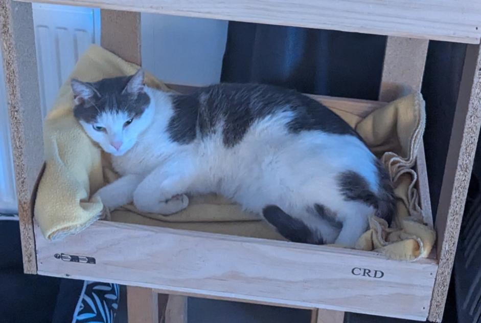 Vermisstmeldung Katze  Männliche , 3 jahre Chemy Frankreich