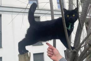Vermisstmeldung Katze Weiblich , 3 jahre Rieumes Frankreich