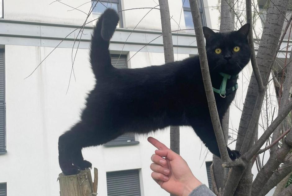 Vermisstmeldung Katze Weiblich , 3 jahre Rieumes Frankreich
