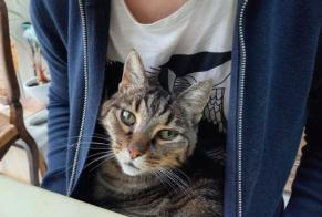 Vermisstmeldung Katze  Männliche , 17 jahre Saint-Hilaire-de-Riez Frankreich